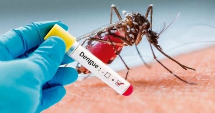 Mosquito transmissor da dengue — Foto: da Internet